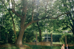DSC06915